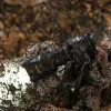 WBNAP50B - WUBEN AP50 Anneau Tactique de rétention brise-vitre pour T4 NOIR